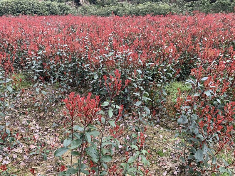 红叶石楠树苗四季常青庭院绿化苗木树苗红罗宾石楠花坛篱笆苗