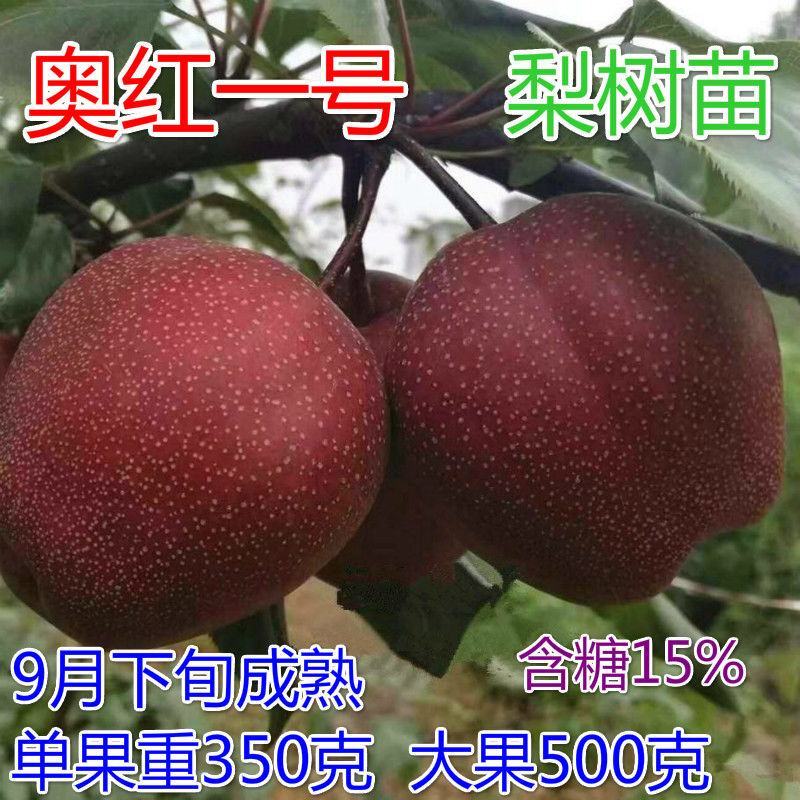 全红梨苗奥红一号梨树苗嫁接梨树苗当年结果南方北方种植果树