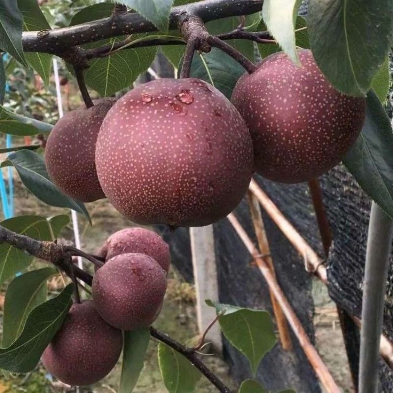 全红梨苗奥红一号梨树苗嫁接梨树苗当年结果南方北方种植果树