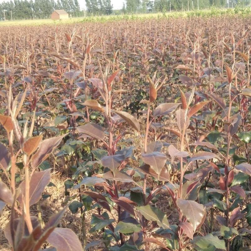 全红梨苗奥红一号梨树苗嫁接梨树苗当年结果南方北方种植果树