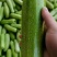 西葫芦三月瓜攀枝花米易