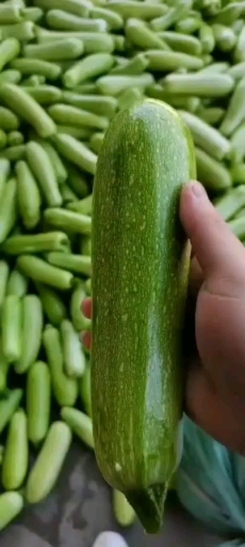 西葫芦三月瓜攀枝花米易