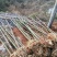 香樟树庭院绿化植物带土大叶大型工程四季常青驱蚊南北方种植
