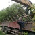 香樟树庭院绿化植物带土大叶大型工程四季常青驱蚊南北方种植