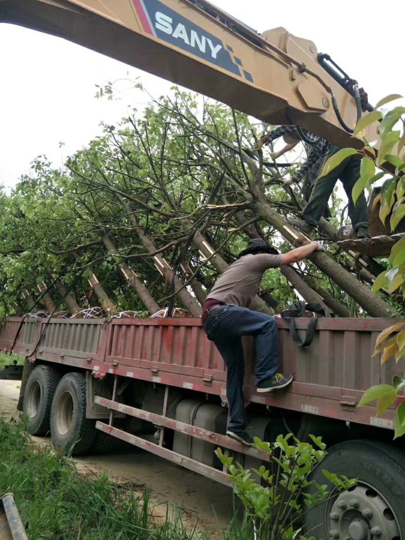 香樟树庭院绿化植物带土大叶大型工程四季常青驱蚊南北方种植
