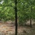 香樟树庭院绿化植物带土大叶大型工程四季常青驱蚊南北方种植