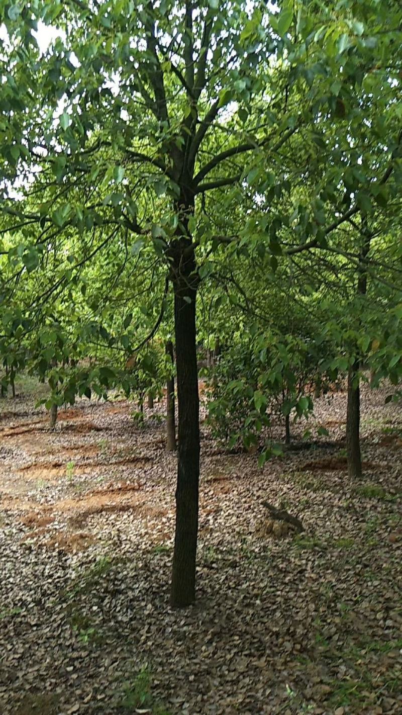 香樟树庭院绿化植物带土大叶大型工程四季常青驱蚊南北方种植