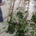 香樟树庭院绿化植物带土大叶大型工程四季常青驱蚊南北方种植