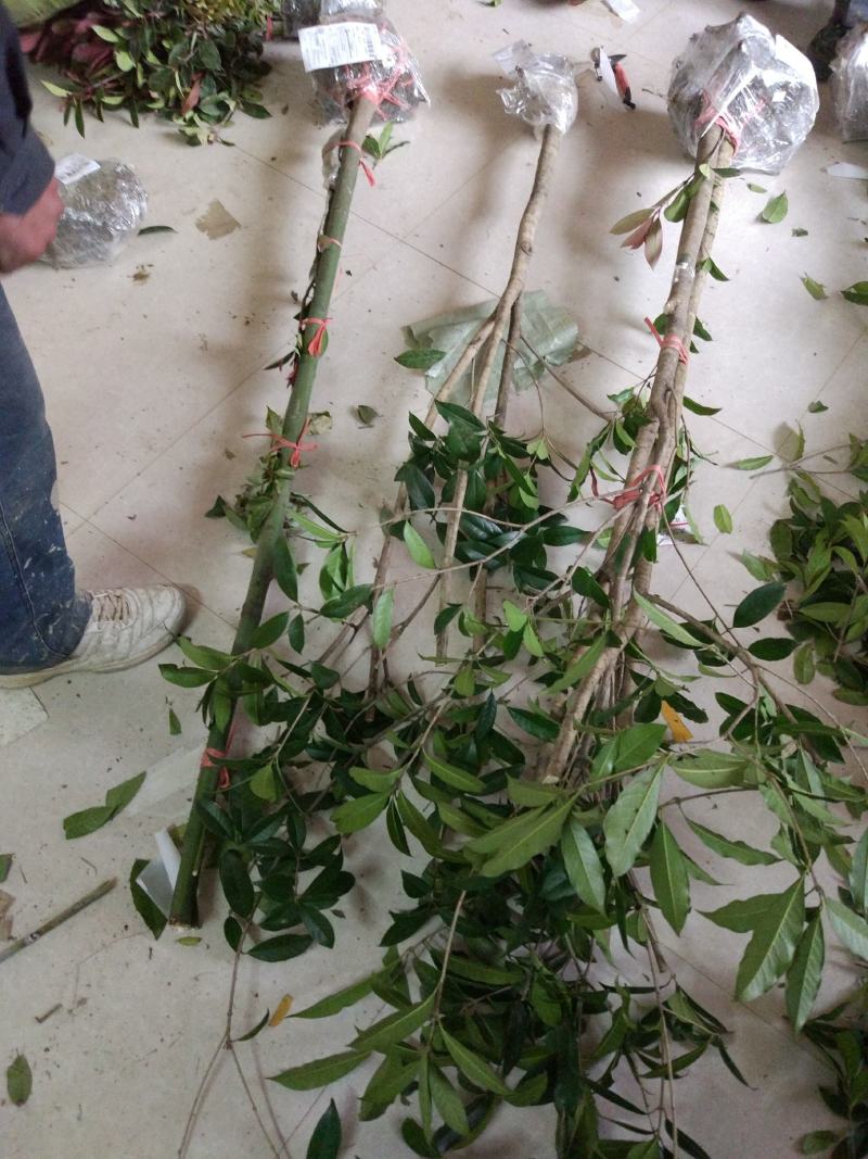 香樟树庭院绿化植物带土大叶大型工程四季常青驱蚊南北方种植