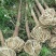 香樟树庭院绿化植物带土大叶大型工程四季常青驱蚊南北方种植