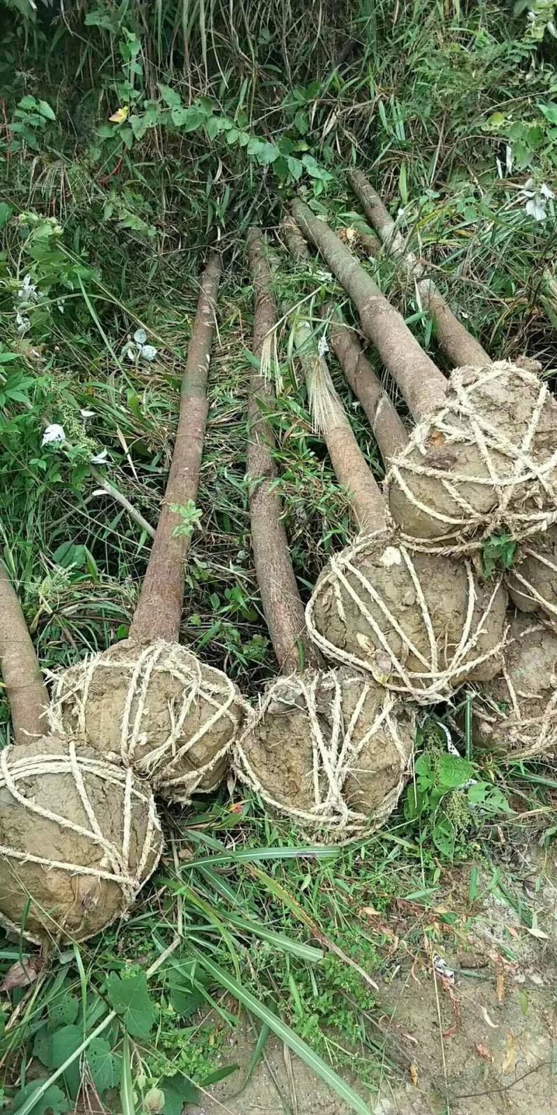 香樟树庭院绿化植物带土大叶大型工程四季常青驱蚊南北方种植