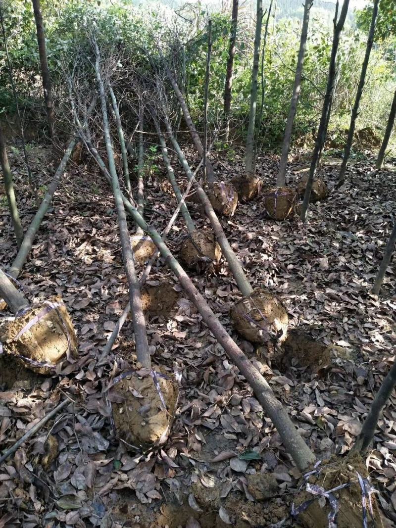 香樟树庭院绿化植物带土大叶大型工程四季常青驱蚊南北方种植