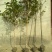 香樟树庭院绿化植物带土大叶大型工程四季常青驱蚊南北方种植