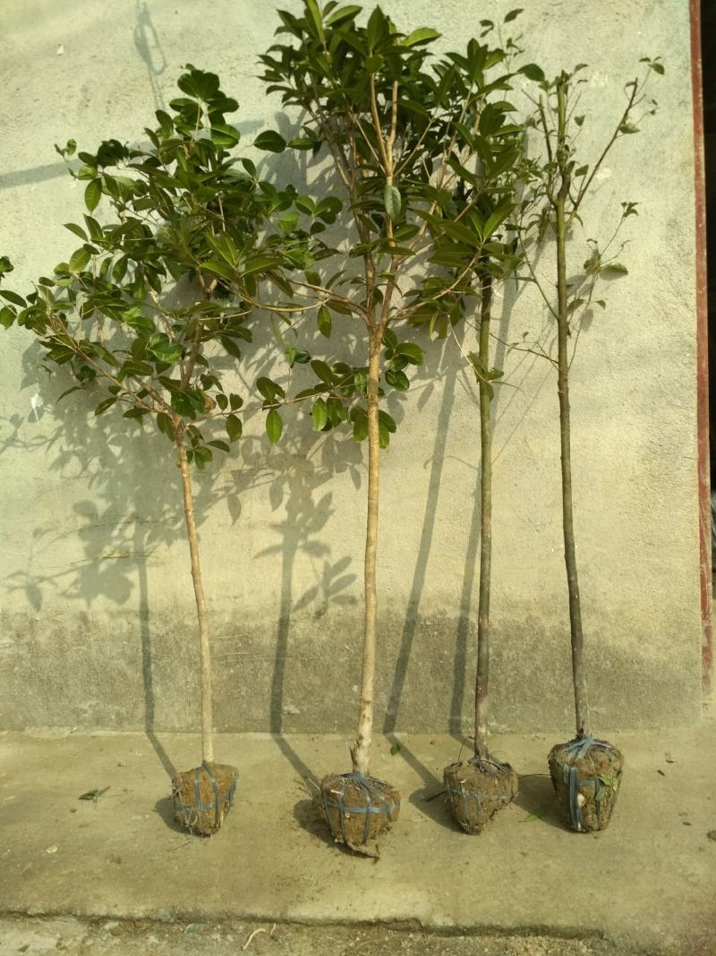 香樟树庭院绿化植物带土大叶大型工程四季常青驱蚊南北方种植