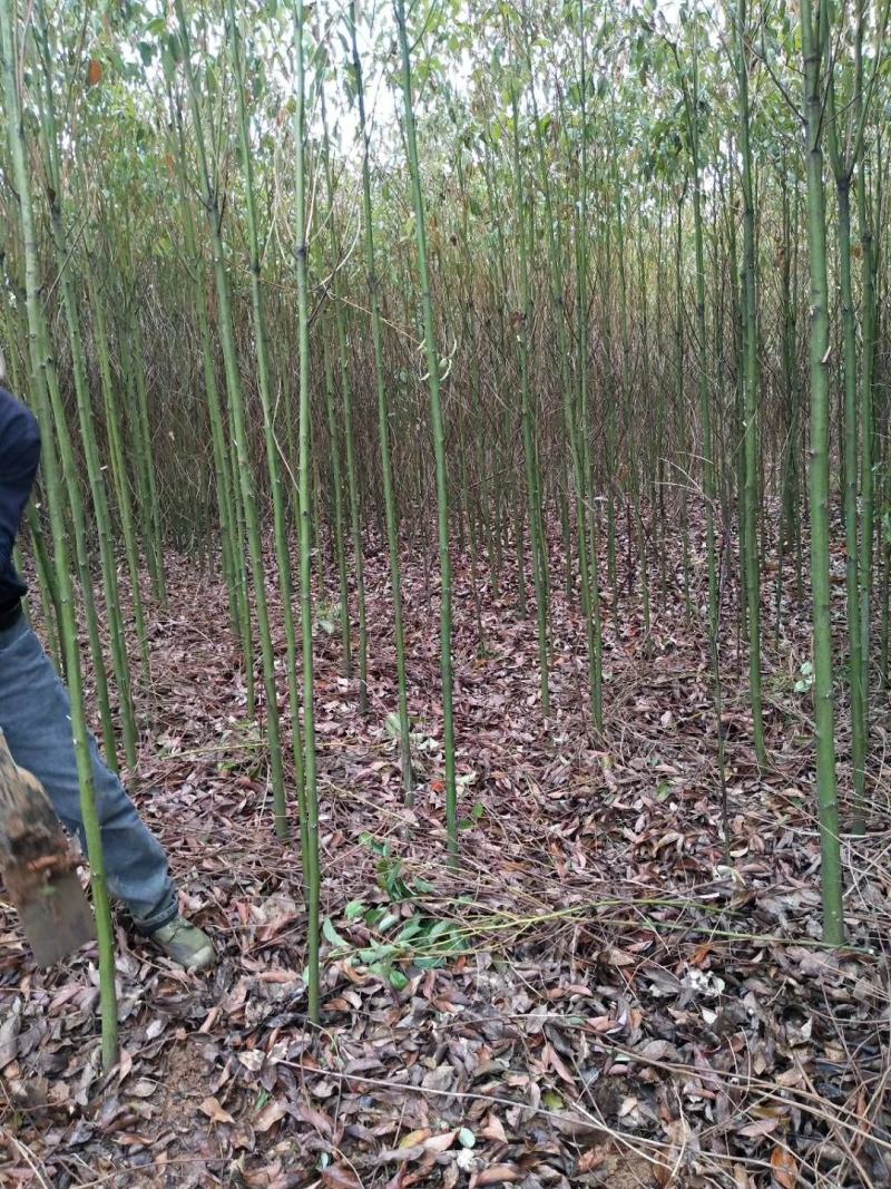 香樟树庭院绿化植物带土大叶大型工程四季常青驱蚊南北方种植