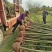 香樟树庭院绿化植物带土大叶大型工程四季常青驱蚊南北方种植