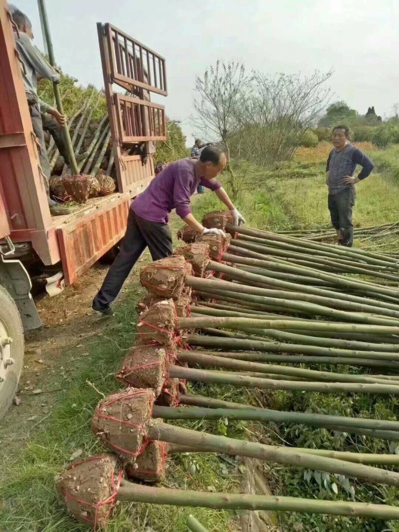 香樟树庭院绿化植物带土大叶大型工程四季常青驱蚊南北方种植