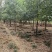 香樟树庭院绿化植物带土大叶大型工程四季常青驱蚊南北方种植