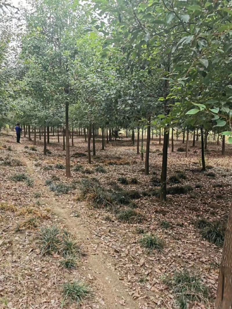 香樟树庭院绿化植物带土大叶大型工程四季常青驱蚊南北方种植
