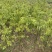 香樟树庭院绿化植物带土大叶大型工程四季常青驱蚊南北方种植