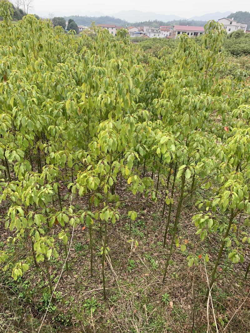 香樟树庭院绿化植物带土大叶大型工程四季常青驱蚊南北方种植