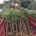 香樟树庭院绿化植物带土大叶大型工程四季常青驱蚊南北方种植