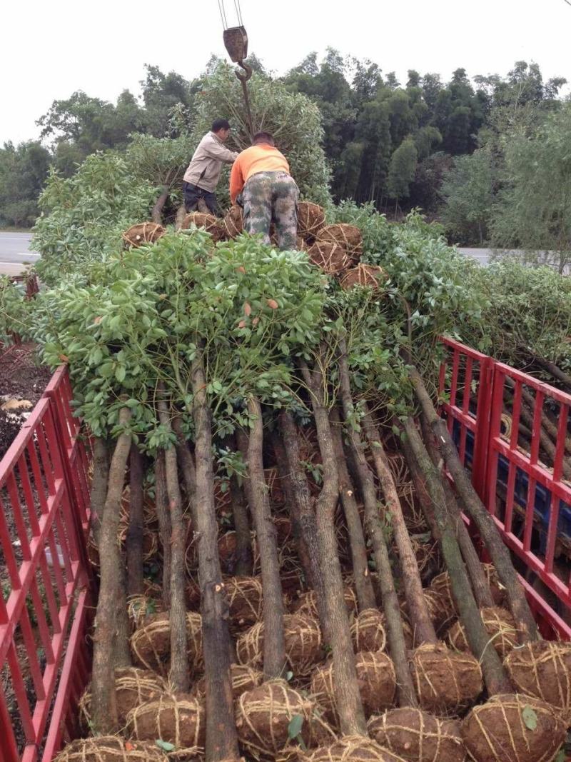 香樟树庭院绿化植物带土大叶大型工程四季常青驱蚊南北方种植