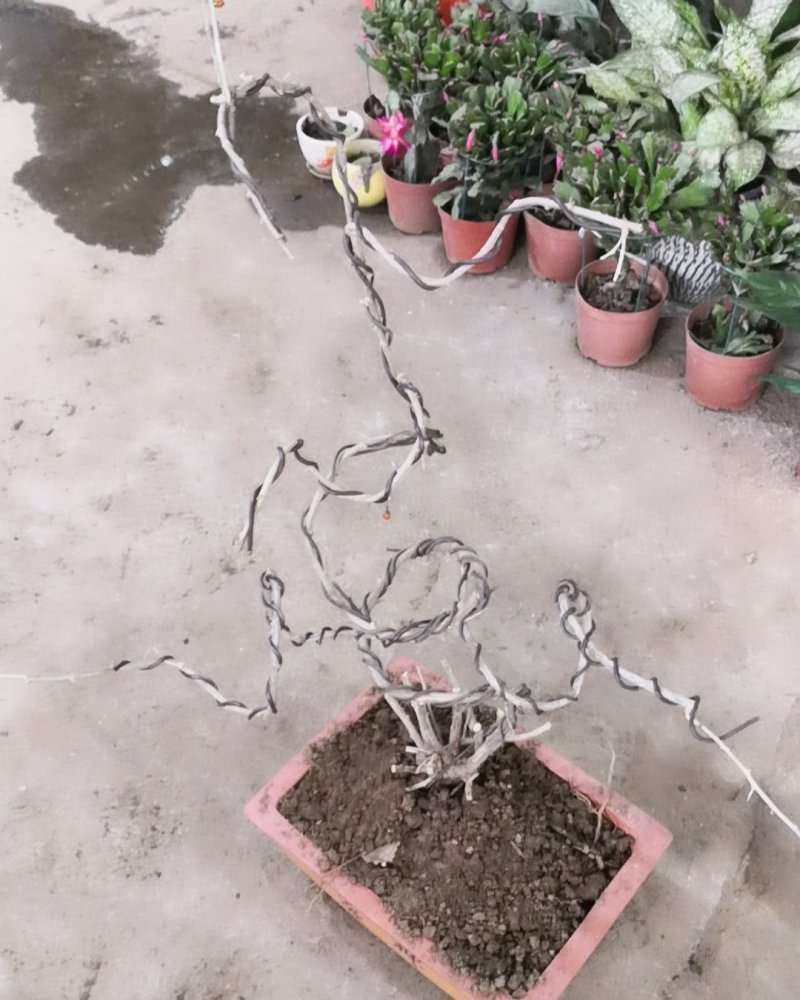 花卉盆景，绿植、、、、全国包邮，偏远地区除外。