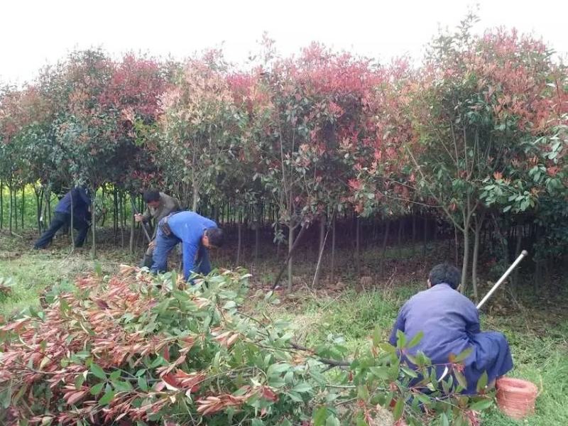 现挖包邮红叶石楠树高杆大树造型庭院园林绿化苗工程室外常青