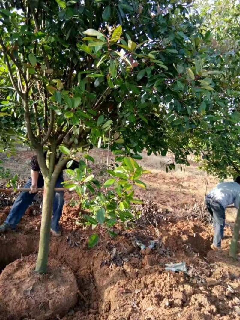现挖包邮红叶石楠树高杆大树造型庭院园林绿化苗工程室外常青