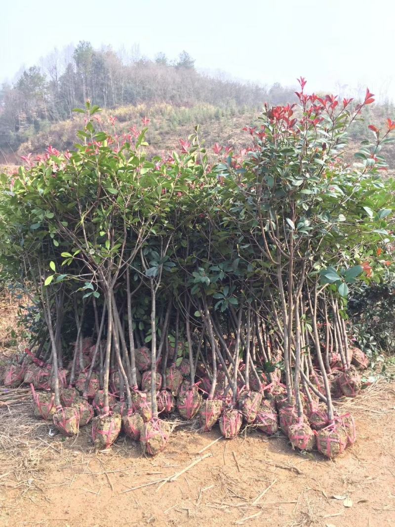 现挖包邮红叶石楠树高杆大树造型庭院园林绿化苗工程室外常青
