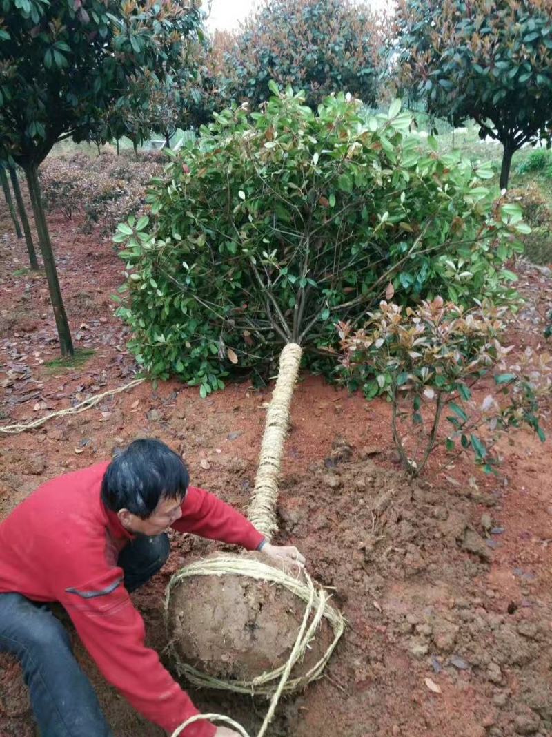 现挖包邮红叶石楠树高杆大树造型庭院园林绿化苗工程室外常青
