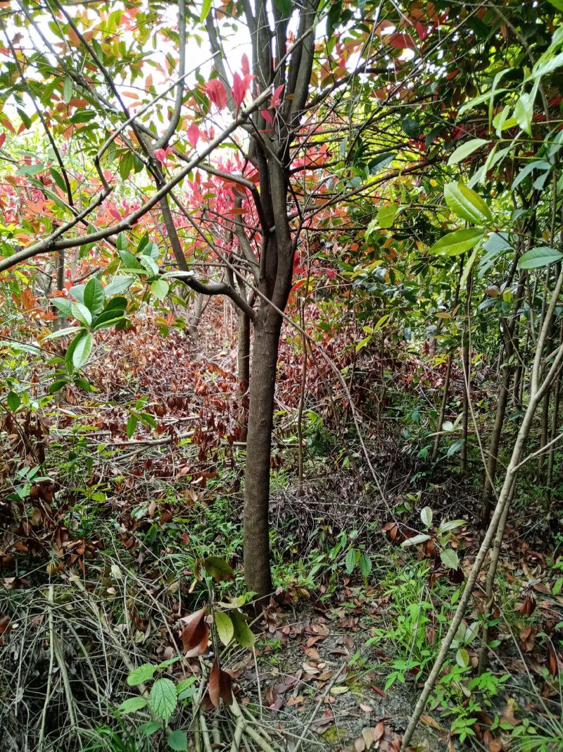 现挖包邮红叶石楠树高杆大树造型庭院园林绿化苗工程室外常青