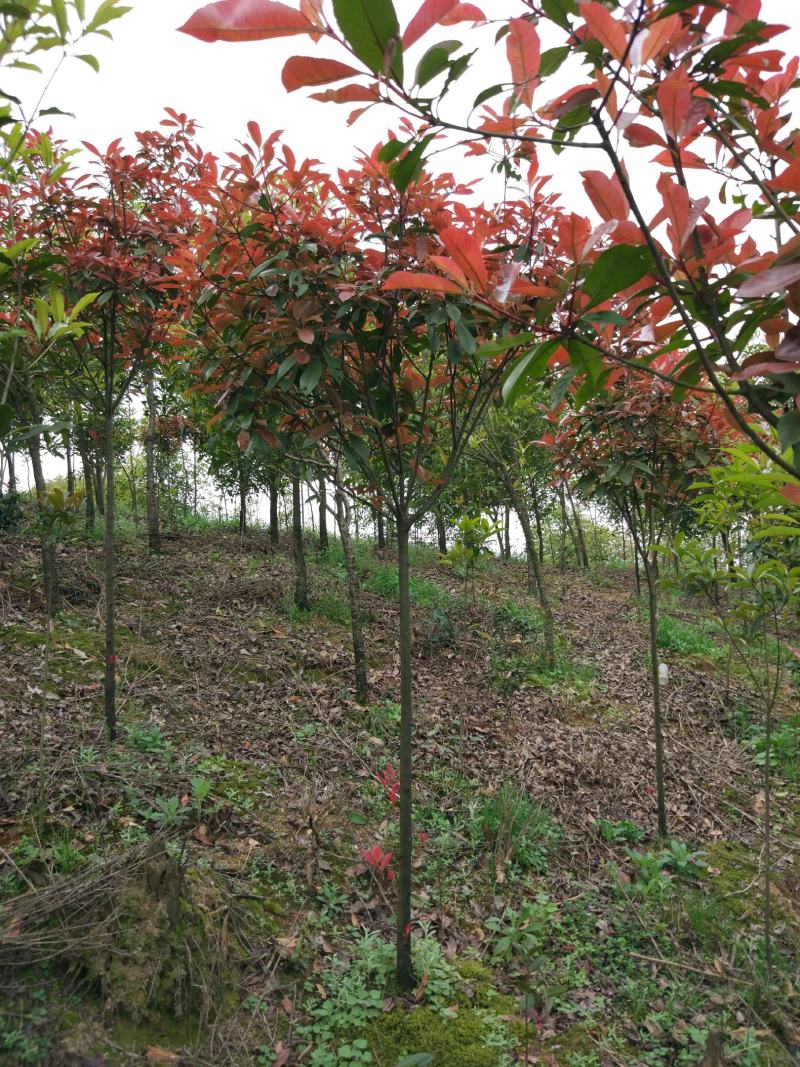 现挖包邮红叶石楠树高杆大树造型庭院园林绿化苗工程室外常青