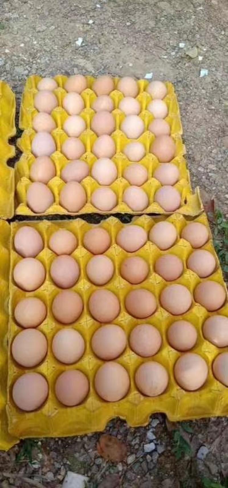 绿壳鸡蛋乌鸡蛋大量批发零售欢迎老板订购，二道贩子绕道