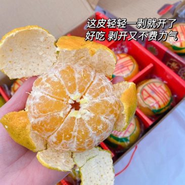 正宗长泰状元芦柑一件代发高端市场