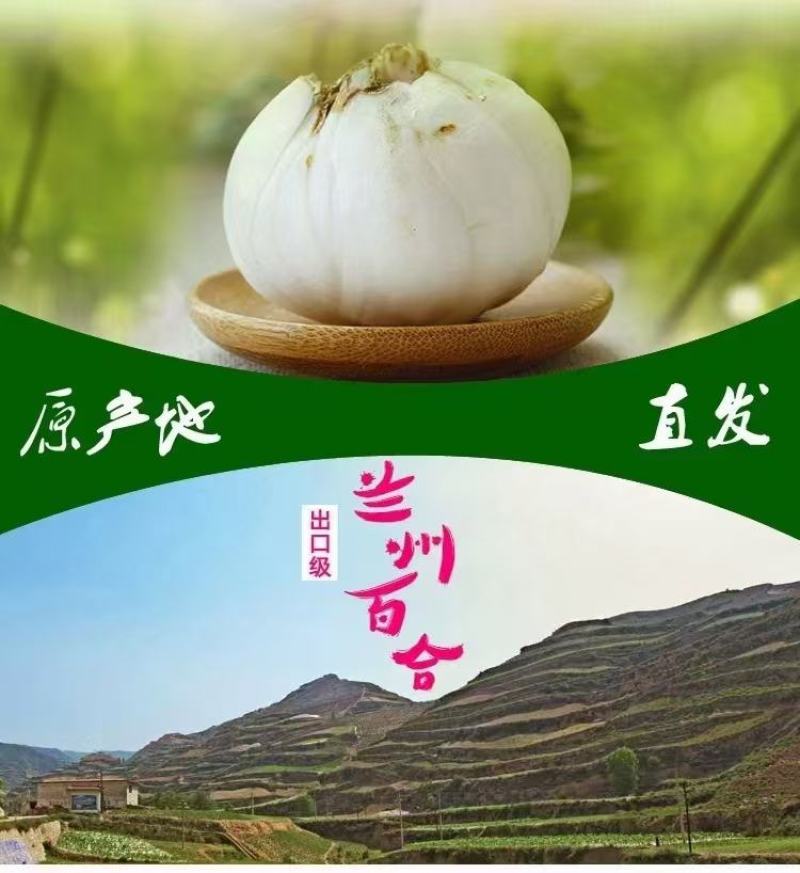 甘肃兰州百合基地直发包邮每袋4颗