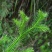 包邮伸筋草500g克无硫中药材野生舒筋草狮子草伸筋