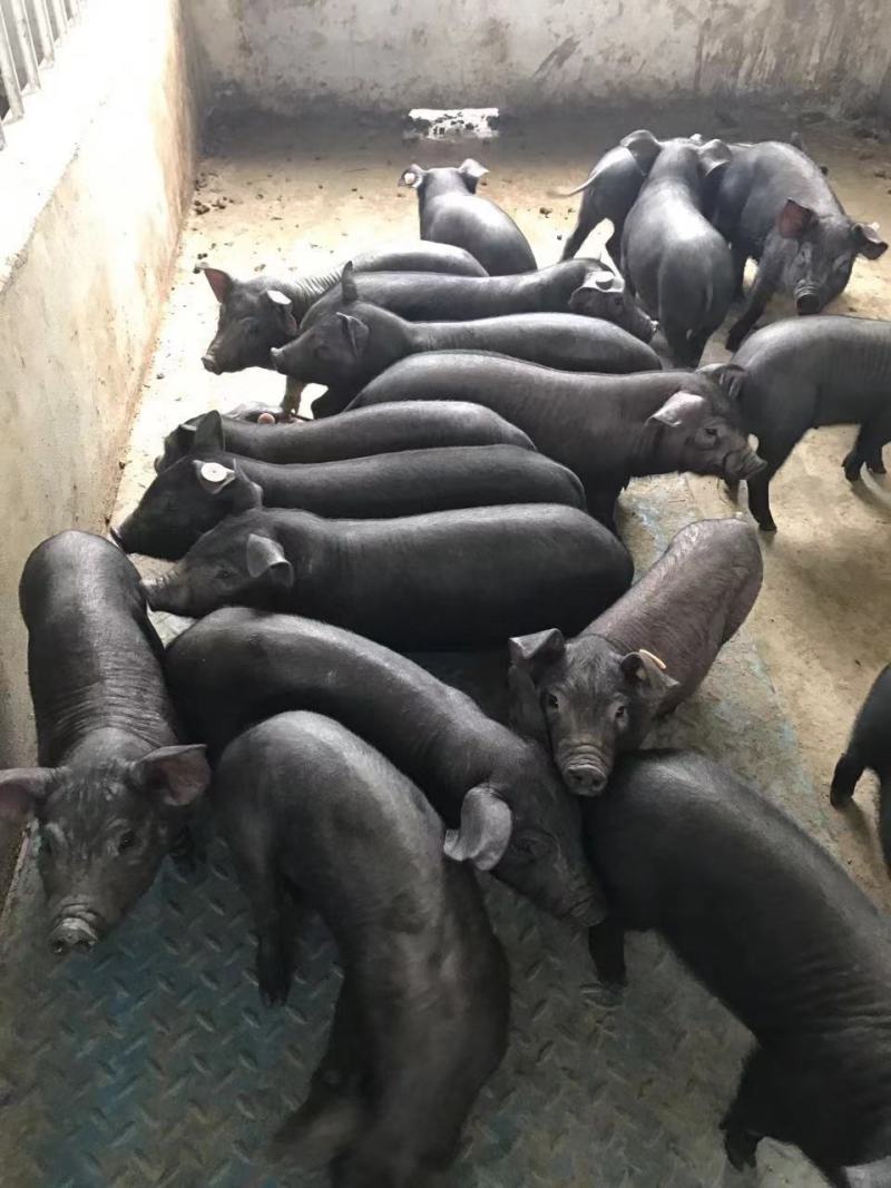 苏太母猪新淮母猪北京黑质量保证防疫齐全以及提供技术指导