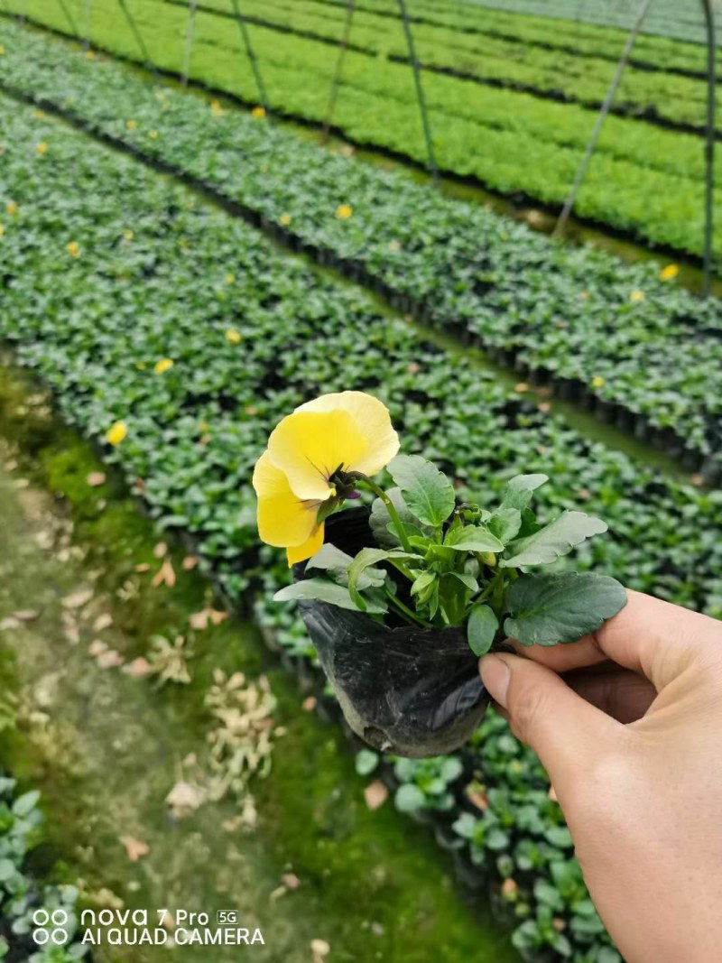 三色堇，小杯三色堇，三色堇工程花，种植批发