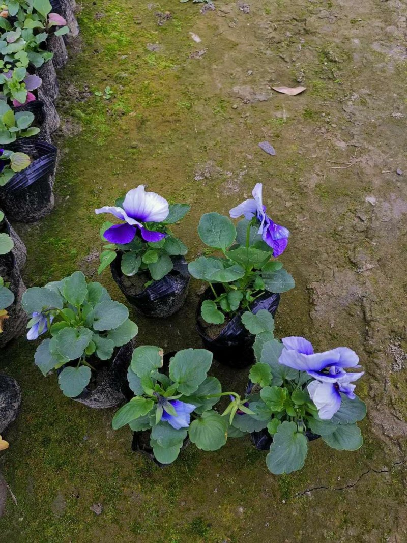 三色堇，小杯三色堇，三色堇工程花，种植批发