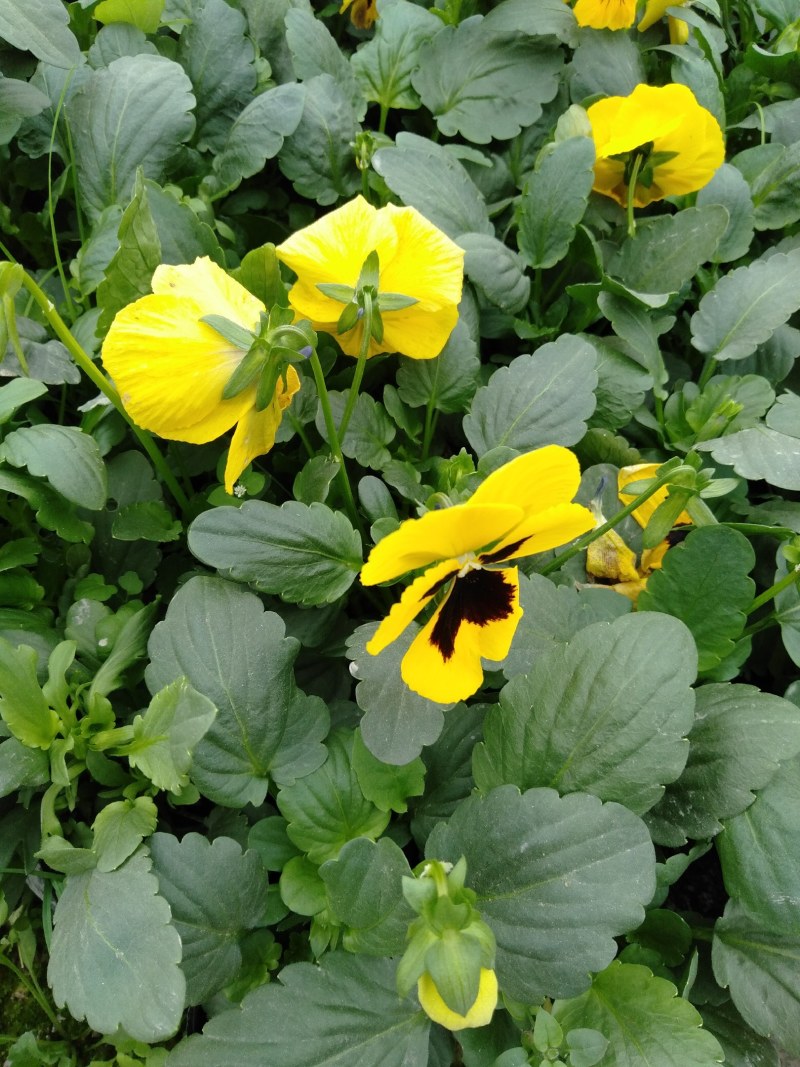 三色堇，小杯三色堇，三色堇工程花，种植批发
