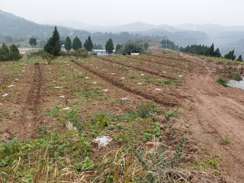 招租可种毛豆儿菜等熟菜，交通水源方便可修建养殖场，可分租