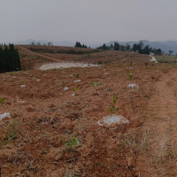 招租可种毛豆儿菜等熟菜，交通水源方便可修建养殖场，可分租