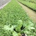 虞美人，小杯虞美人，大杯虞美人，虞美人基地直销