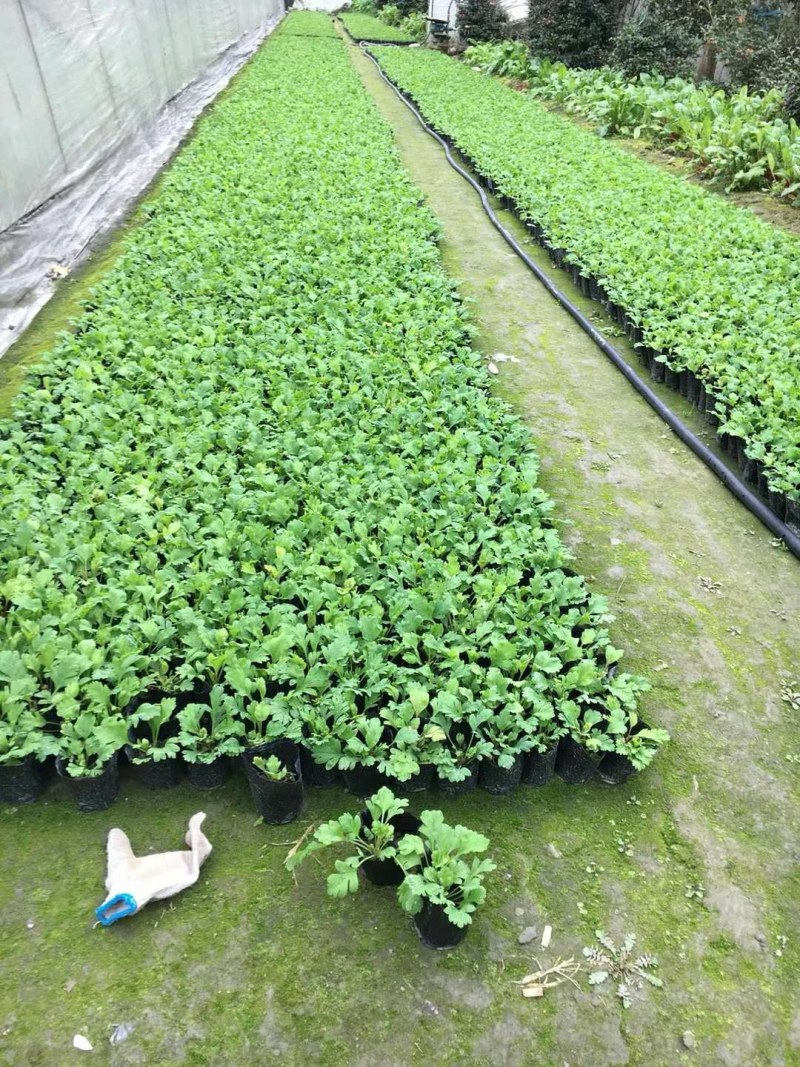 虞美人，小杯虞美人，大杯虞美人，虞美人基地直销