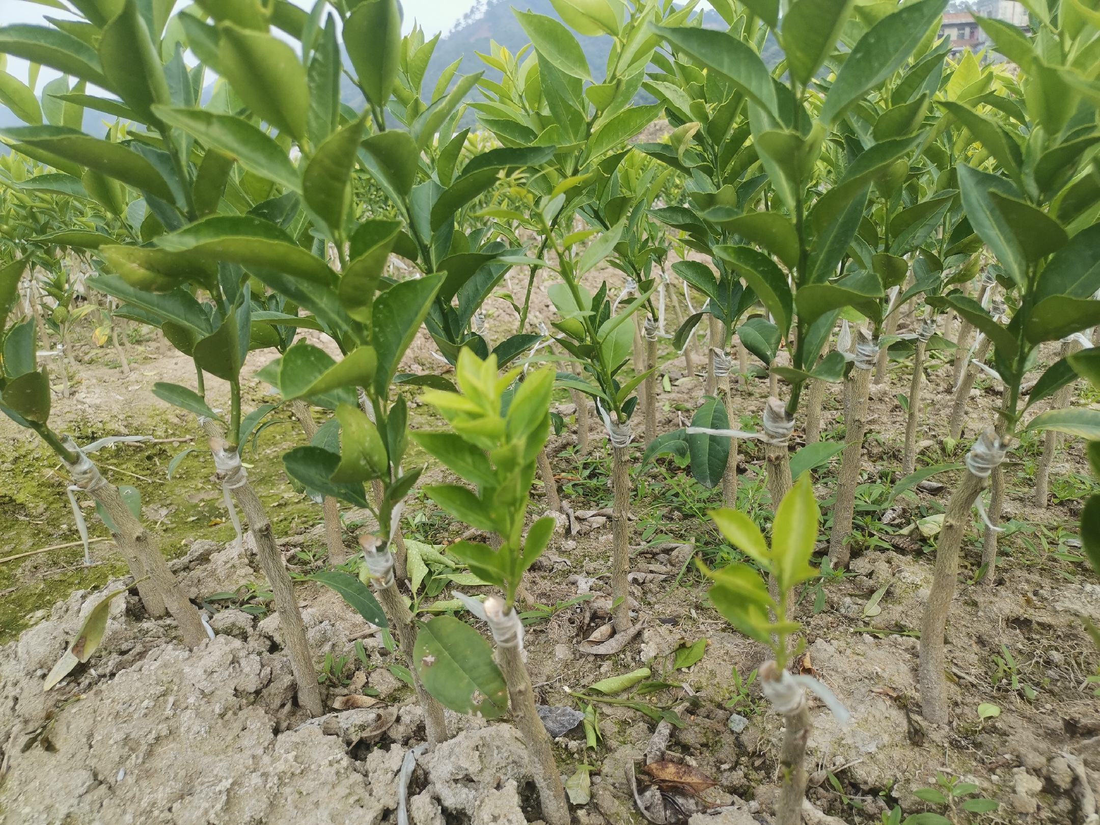 沃柑苗圃