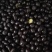 包邮黑豆500g克无硫中药材绿芯黑大豆乌豆黑豆茶生熟