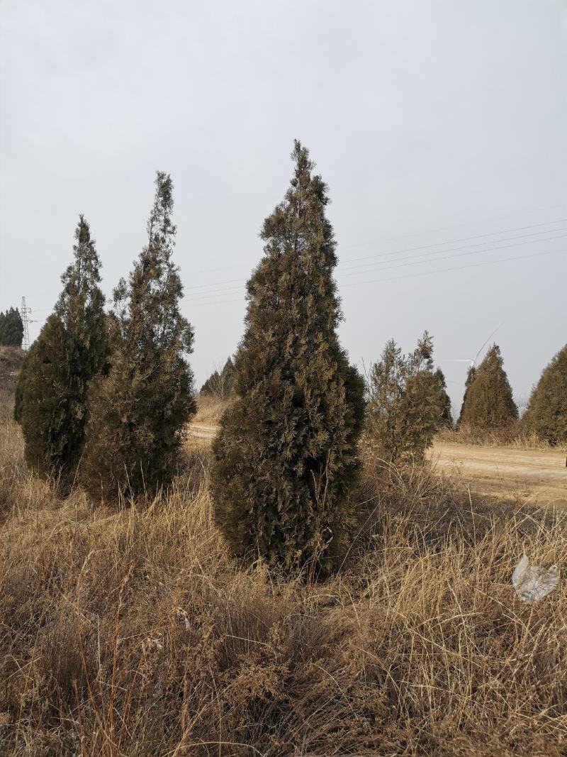 侧柏三米侧柏3米侧柏四米侧柏4米侧柏量大从优