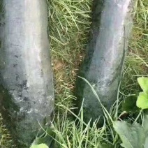 黑皮冬瓜-基地直供-货源充足-保证质量。